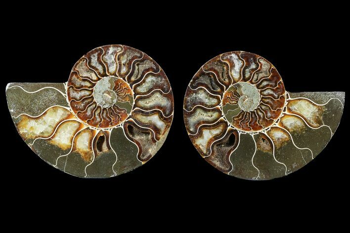 Cut & Polished, Agatized Ammonite Fossil - Madagascar #183219